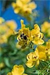 Bee gathering pollen on yellow flowers