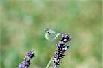 Papillon au repos sur la lavande