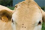 Vache avec la marque auriculaire, gros plan extrême