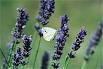 Petit papillon sur les fleurs de lavande