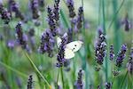 Papillon au repos sur la lavande