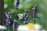 Petit papillon sur les fleurs de lavande