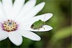 Green stink bug on flower