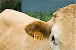 Cow with ear tag, close-up