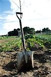 Shovel leaning against tree seedling in vegetable field