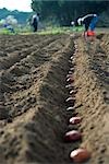 Farmers planting potatoes in plowed field