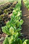 Leaf vegetable growing in vegetable garden