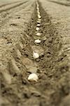 Potato sections planted in evenly plowed furrow