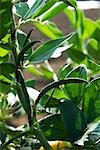 Broad bean plant, close-up