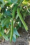 Broad bean pods growing on stalk