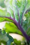 Cabbage leaf, extreme close-up