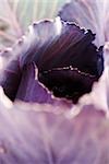 Purple cabbage, extreme close-up