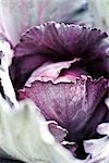 Purple cabbage, extreme close-up