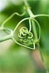 Tangled tendril, close-up