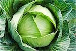 Cabbage growing, close-up