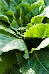 Chicory growing, close-up