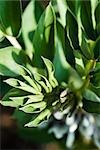 Broad bean plant, close-up