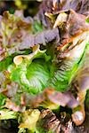 Batavia lettuce, extreme close-up