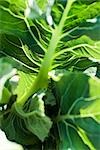 Leaf vegetable growing, extreme close-up