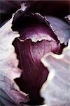 Red cabbage, extreme close-up