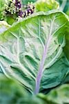 Cabbage growing, extreme close-up