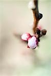 Almond flower buds, extreme close-up