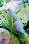 Cabbage growing, extreme close-up