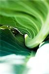 Underside of cauliflower leaf, extreme close-up