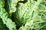 Dew drops on savoy cabbage, close-up