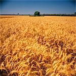 Wheat Harvesting