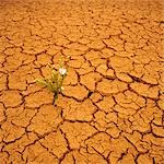 Wildflower Growing in Arid Cracked Earth