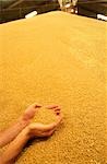 Mains tenant le blé au Silo