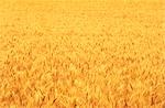 Récolte de blé, gros plan