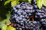 Red Grapes Growing on Vine