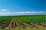 Vineyard, Grape Vines, Mudgee, Australia