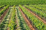 Vineyard, Grape Vines, Mudgee, Australia