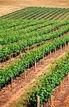 Vineyard, Grape Vines, Glenrowan, Australia