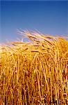 Wheat Crop Ready for Harvest, Australia