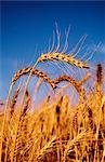 Wheat Crop Ready for Harvest, Australia