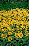 Sunflower Crop, Australia