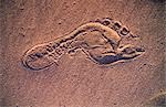 Foot Print in Beach Sand