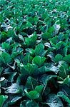 Field of Cabbages