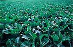 Field of Cabbages