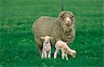 Sheep with Two Lambs