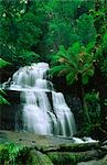 Triplet Falls, Temperate Rainforest, Otway National Park, Victoria, Australia