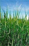 Wheat, Victoria, Australia