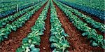 Cauliflowers, Market Garden