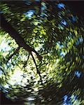 Blurred Tree Canopy, Australia