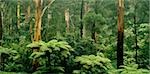 Fougères arborescentes et les eucalyptus, forêt de Sherbrook, Australie