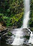 Erskine Falls, Otway Nationalpark, Victoria, Australien